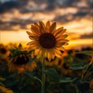 Meet your Posher, Yasmin